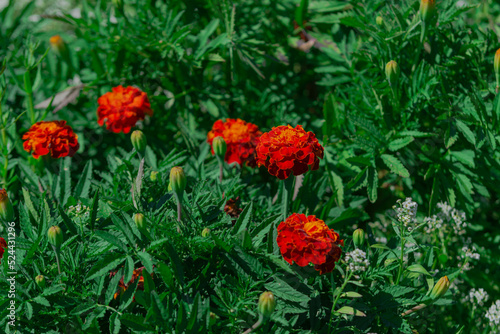 Letni dzień w ogrodzie. Wśród zielonych liści widać czerwone kwiaty aksamitki orpierzchłej. Otaczają je drobne, białe i niebieskie kwiaty smagliczki nadmorskiej.