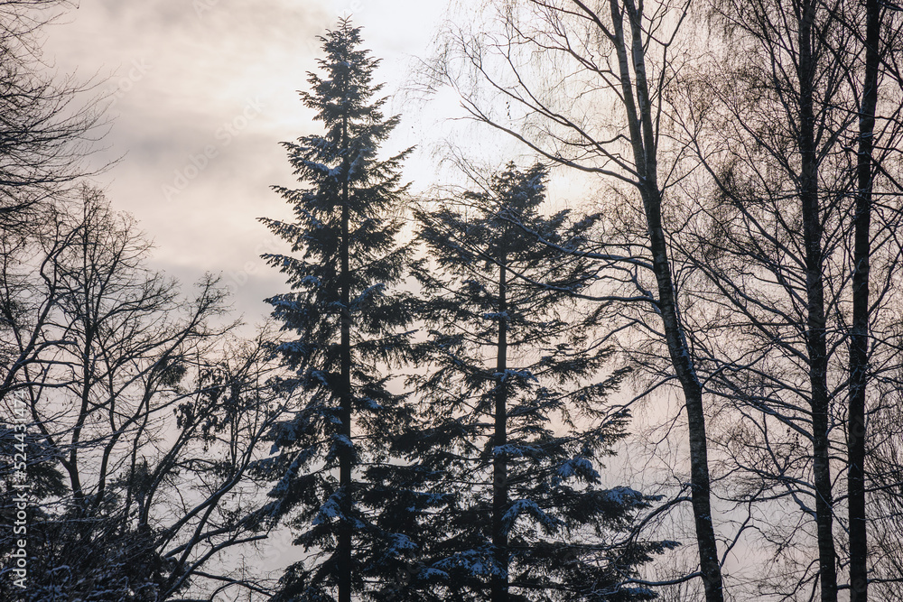 Coniferous trees during winter in Rogow village, Lodz Province of Poland Coniferous trees during winter in Rogow village, Lodz Province of Poland