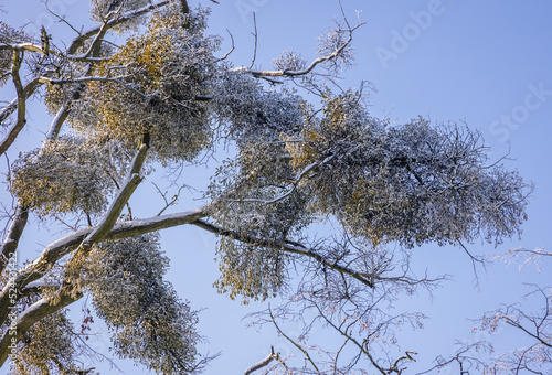Bunches of mistletoe during winter in Rogow village, Lodz Province of Poland