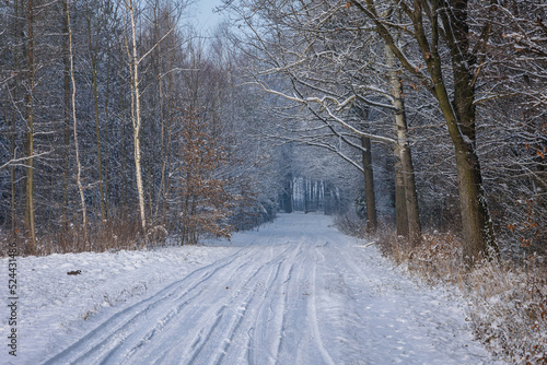 Country road during winter in Rogow village, Lodz Province of Poland
