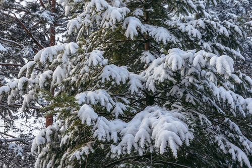 Coniferous tree during winter in Rogow village, Lodz Province of Poland