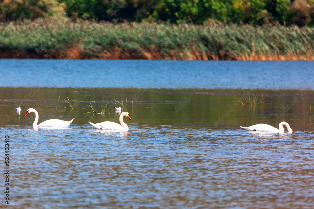 Beautiful swans on lake . Nature reserve with wild birds