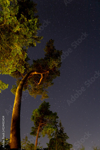 Vertical frame with light sky over Dutch pines with star firmament slowly moving its circular movement obscured by clouds until sunrise while airplanes swoosh by