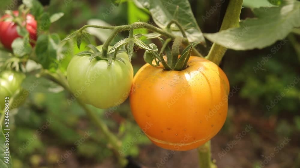 organic ripe tomatoes grown in the garden close-up selective focus organic ripe tomatoes grown in the garden close-up selective focus