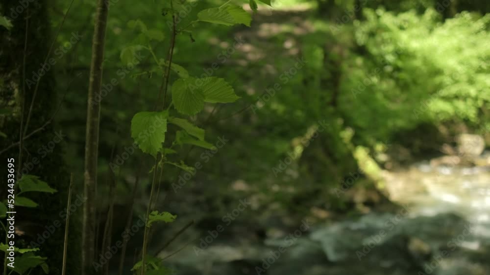 A wild mountain river A wild mountain river