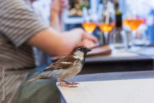 Fototapeta Naklejka Na Ścianę i Meble -  Sparrows in the street café in Riva del Garda on Lake Garda search for leftover.for food leftovers on the tables