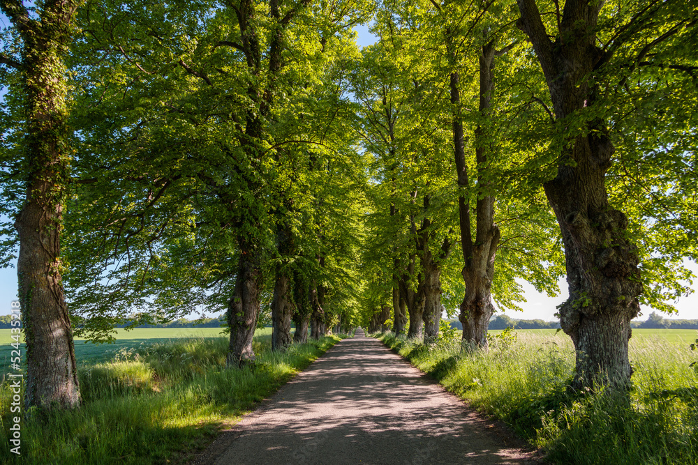 Green Alley road at morning on Zealand, Denmark Green Alley road at morning on Zealand, Denmark