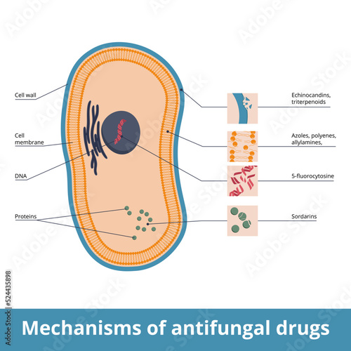 Mechanisms of antifungal drugs. Antimycotic medications and targeted fungi organelles: polyenes, azoles, allylamines, echinocandins and triterpenoids. Flucytosine interacts with DNA biosynthesis. photo