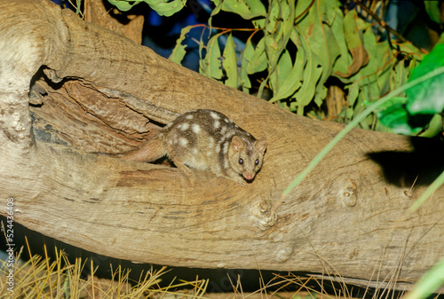 Northern quoll