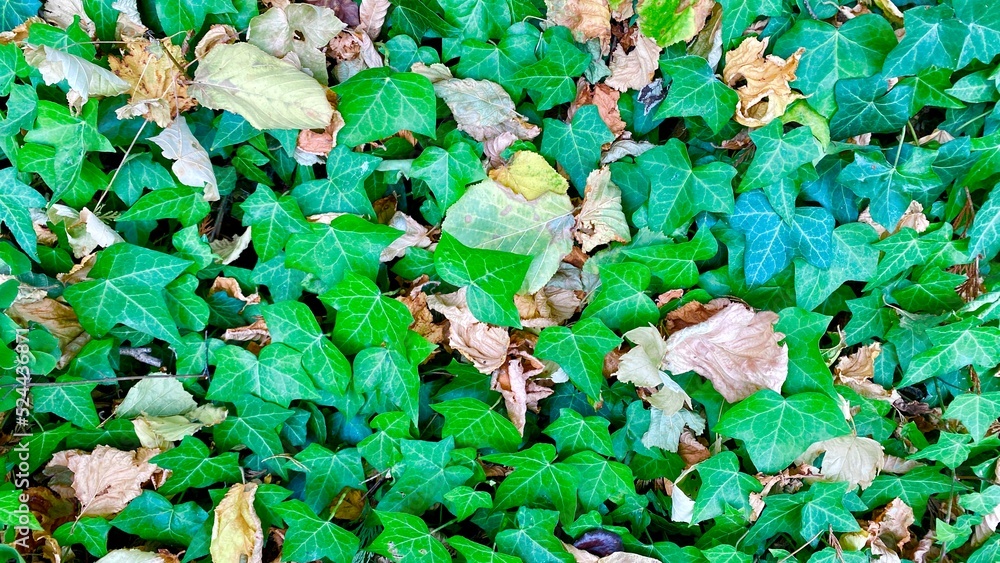 Fototapeta premium leaves in the forest - best background wallpaper 
