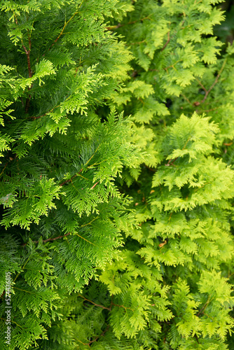 Young cypress trees branches and leaves of thuja in a garden