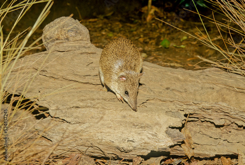 Golden bandicoot photo