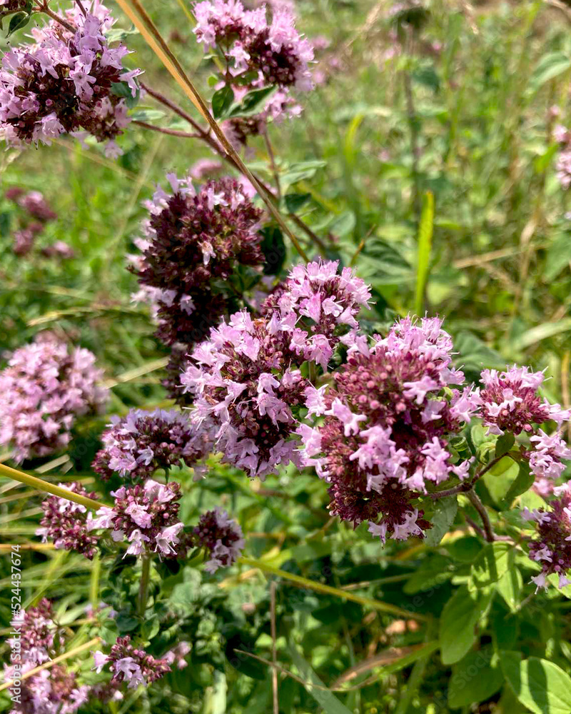 Oregano flowers. Close-up Oregano is a honey and medicinal plant. Oregano lat. Origanum vulgare is a genus of perennial herbaceous plants. Oregano flowers. Close-up Oregano is a honey and medicinal plant. Oregano lat. Origanum vulgare is a genus of perennial herbaceous plants.