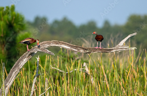Black-bellied whistling ducks perched on a tree.