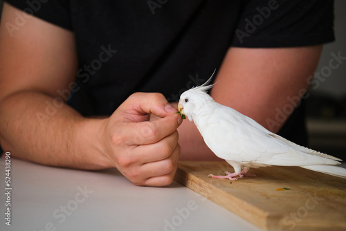 Albino cockatiel eating spinach from its owner hand. White-faced Lutinos mutation. photo