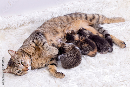 Mother cat and baby cat © Esin Deniz