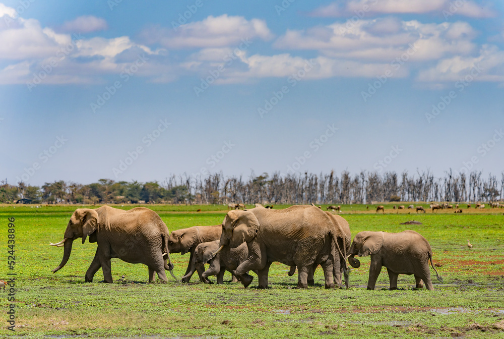 herd of elefants in ambosseli national park
