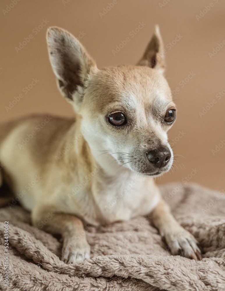 Adult brown Pincher dog in a calm state, resting, brown and gray background studio shots.