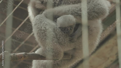 Javan Silvery gibbon endangered endemic primate Indonesian island of Java photo