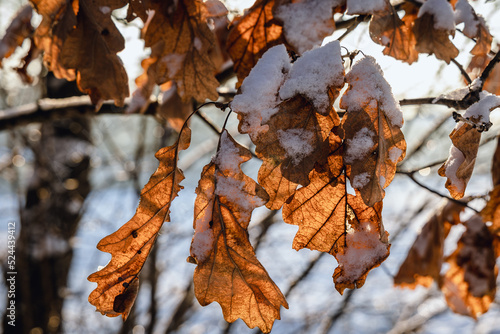 Oak tree leaves covered with snow during winter in Rogow, Lodz Province of Poland