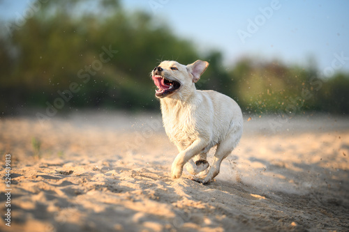 funny labrador puppy running on the beach with crazy expression