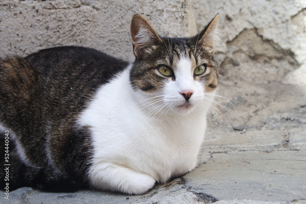 A lazy relaxed cat in Manarola, Cinque Terre park, Italy	