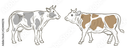 Cow, vector image, black and white linear and color drawing.
 Coloring book for children, clipart.