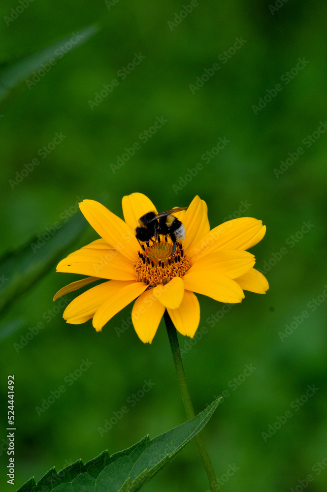 bee sits on a yellow flower. clear summer day. beautiful nature. wallpaper for phone and computer bee sits on a yellow flower. clear summer day. beautiful nature. wallpaper for phone and computer
