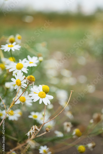White chamomile in a field in summer, blurred background