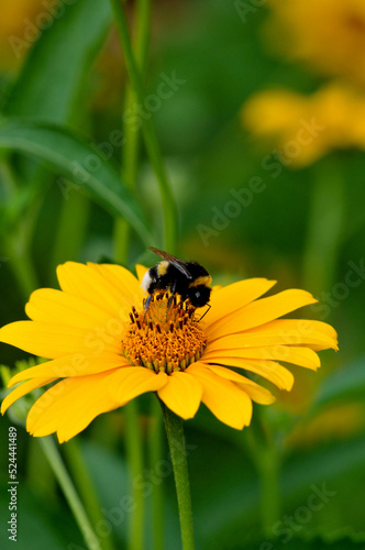 bee sits on a yellow flower. clear summer day. beautiful nature. wallpaper for phone and computer © vira