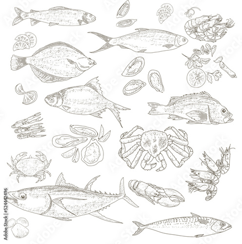 Fish and Seafood sketch. Vintage fish, shrimps, crabs, rapans, shells, oysters, mussels lobsters Sea Delicatessen Market Set