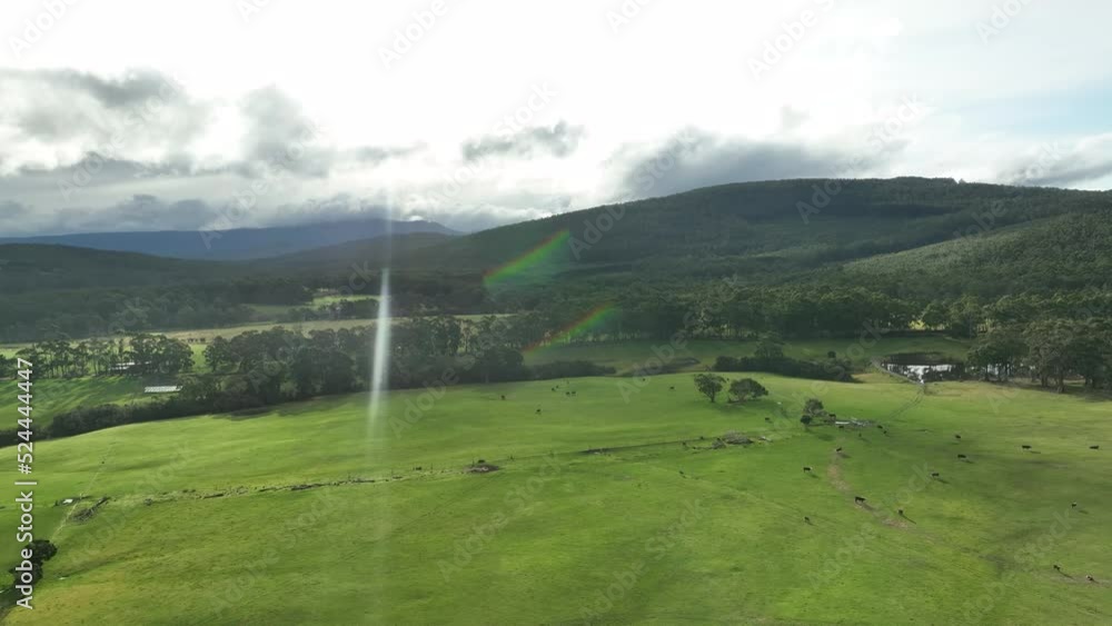 shot of herd of cows in a green field on grass and pasture on a organic, sustainable farm, farming free range angus, wagyu and murray grey cows on a ranch in new zealand shot of herd of cows in a green field on grass and pasture on a organic, sustainable farm, farming free range angus, wagyu and murray grey cows on a ranch in new zealand
