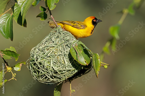 A male lesser masked weaver (Ploceus intermedius) sitting on its nest, South Africa. photo