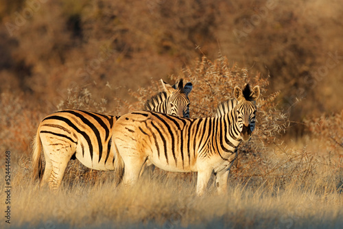 Plains zebras  Equus burchelli  in late afternoon light  Mokala National Park  South Africa.