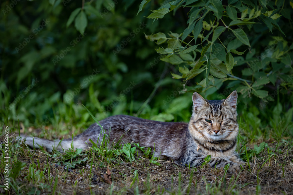 a homeless cat with a sore eye lies in the grass in nature