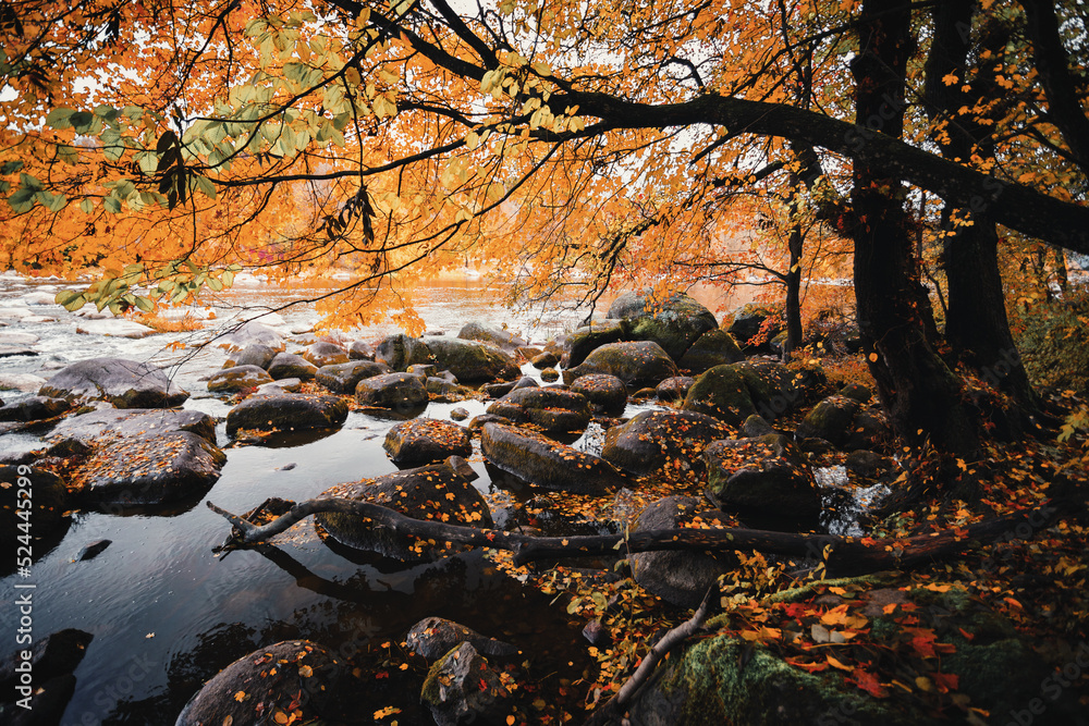 A river with large stones on the bank of an autumn forest. Selective focus
