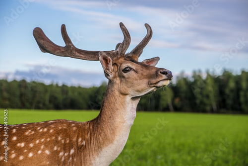 A male sika deer with branched antlers standing