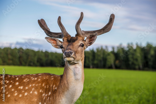A male sika deer with branched antlers standing looks at the camera