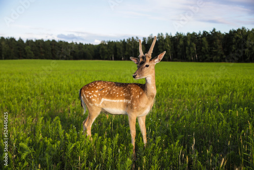 A female sika deer with antlers standing