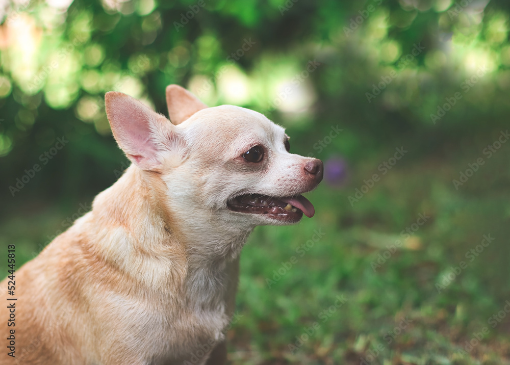 cute brown short hair chihuahua dog sitting  on green grass in the garden,smiling with his tongue out.