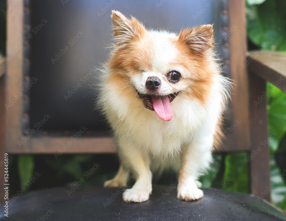 one eye disablity chihuahua dog standing on black vintage chair in the garden, smiling with his tongue out