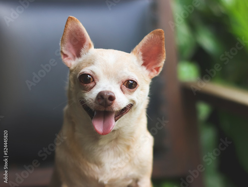 fat brown short hair  Chihuahua dog sitting on black vintage armchair in the garden   smiling and looking at camera.