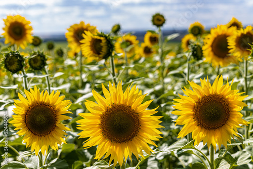 newly blossomed young sunflower is backlit by the sun