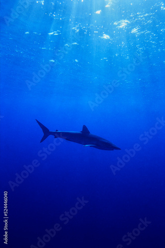 Silk shark, Carcharhinus falciformis, Brothers Island, Red Sea, Egypt. Scanned dia positive image 