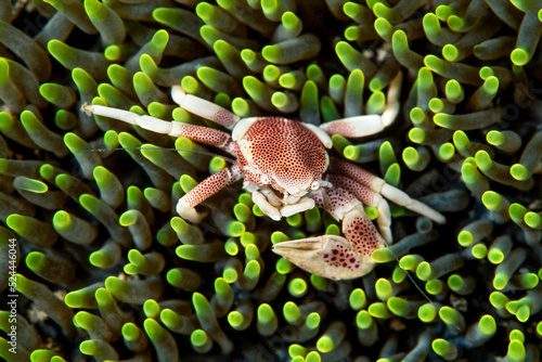 Porcelain crab, Neopetrolistes maculatus, Palau, Micronesia
 photo