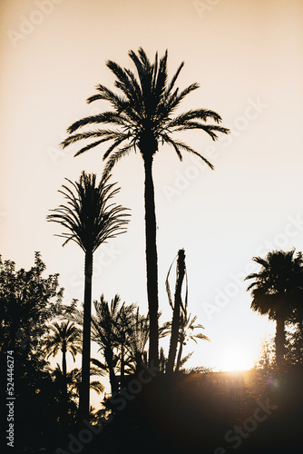 Palms over sunset (ID: 524446274)