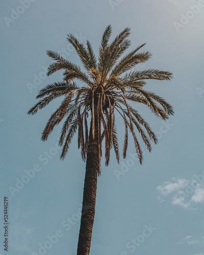 Palm over blue sky (ID: 524446299)