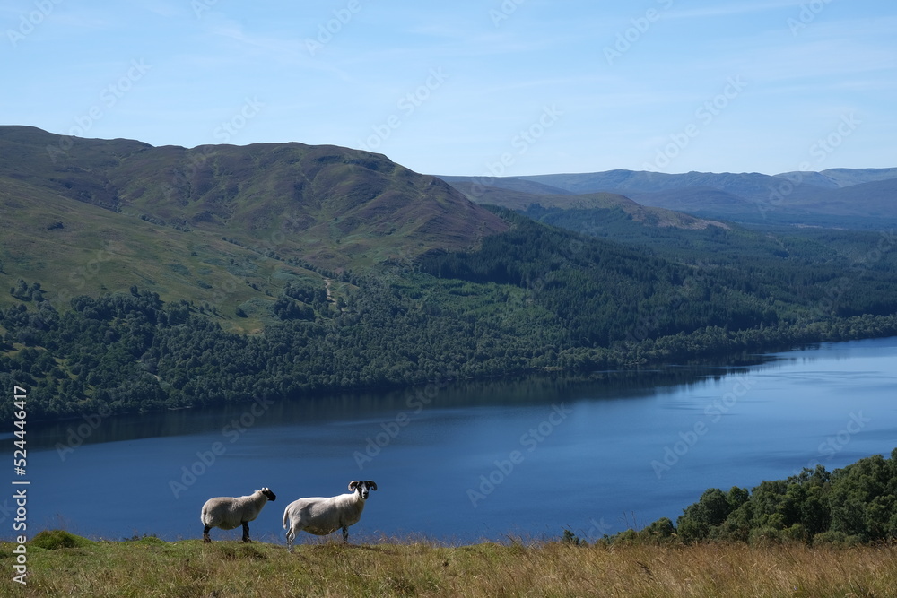 Highland Tranquility: Picturesque Landscape with Sheep Gazing upon a Loch in the Scottish Highlands