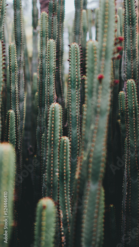 Cactuses with small depth of field (ID: 524446410)