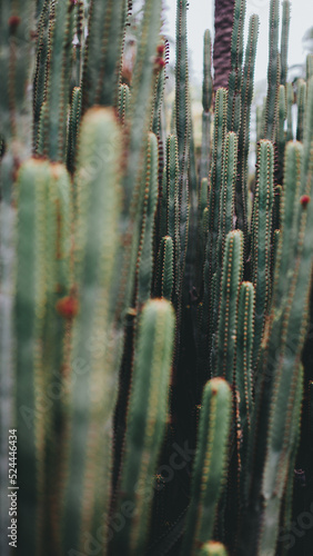 Cactuses with small depth of field (ID: 524446434)